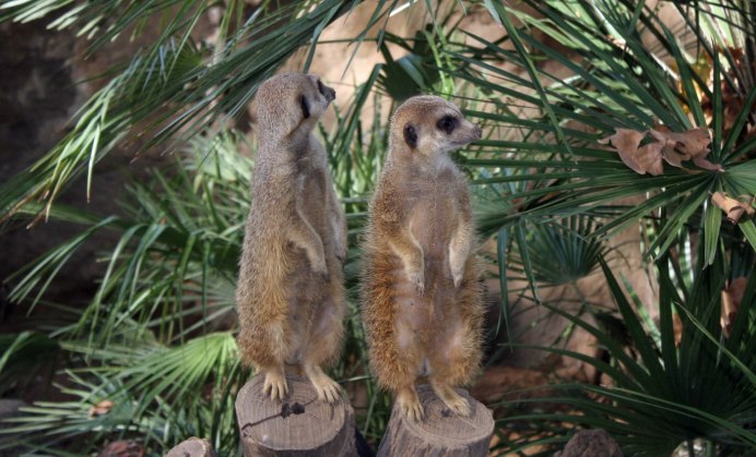 Тай Suricata