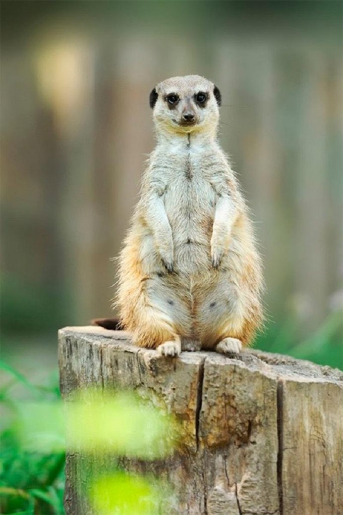 Милота животные