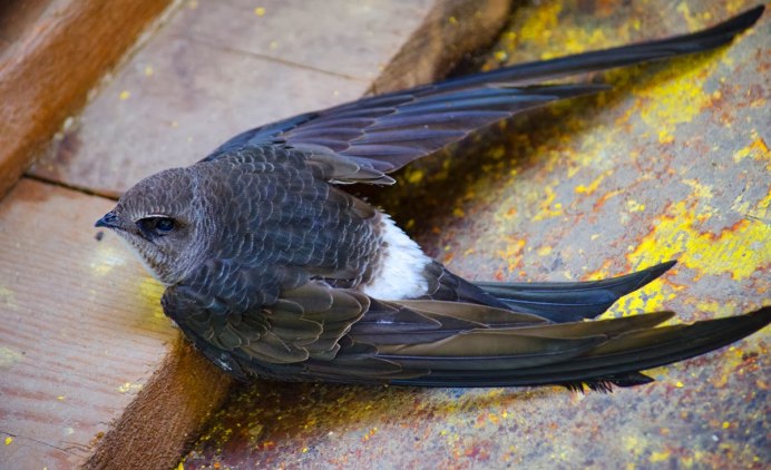 Carpodacus ferreorostris