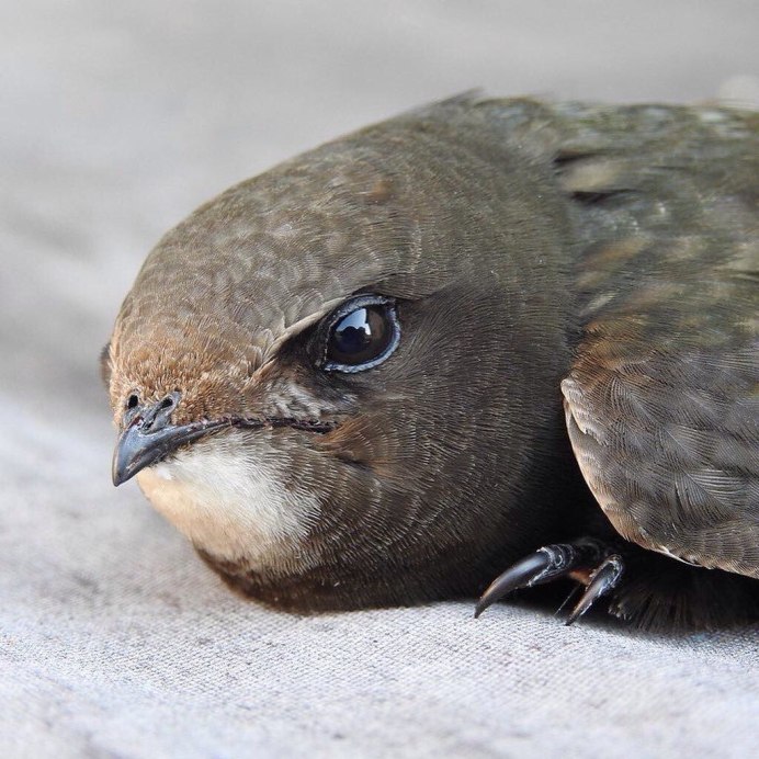 Белогрудый Стриж