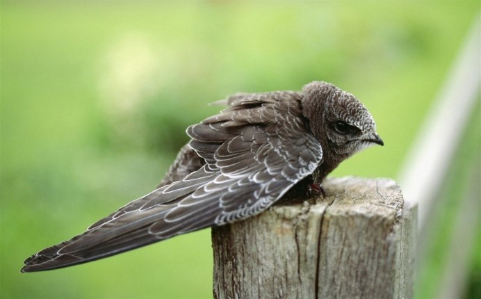 Чёрный Стриж