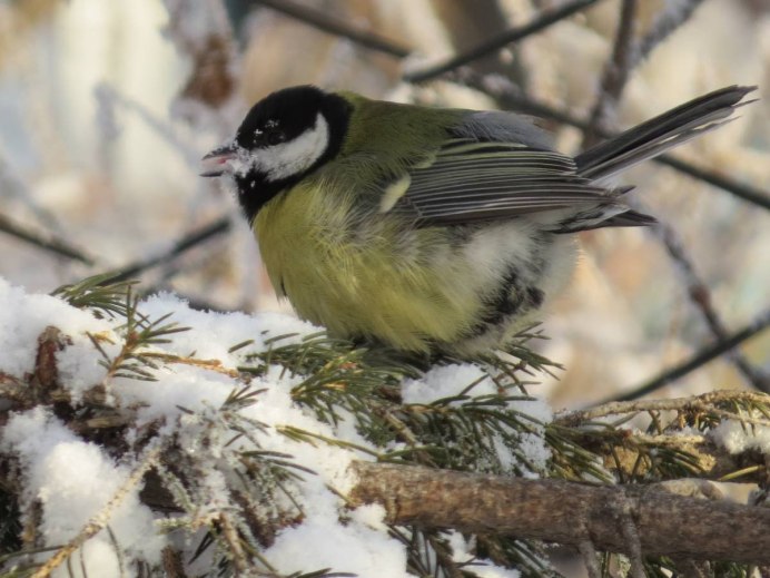 Чомга водоплавающая птица