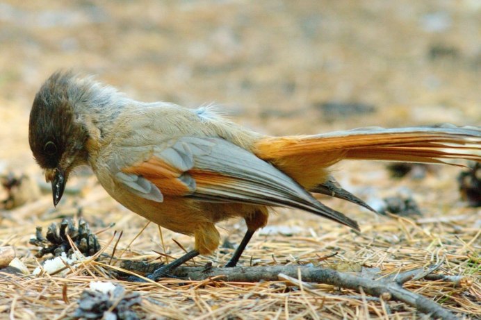 Иглохвостый Стриж фото птицы