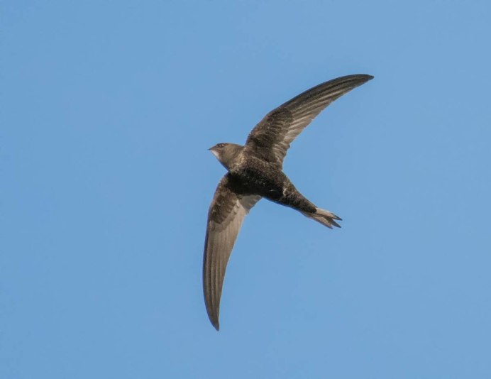 Серая птица с белой грудкой