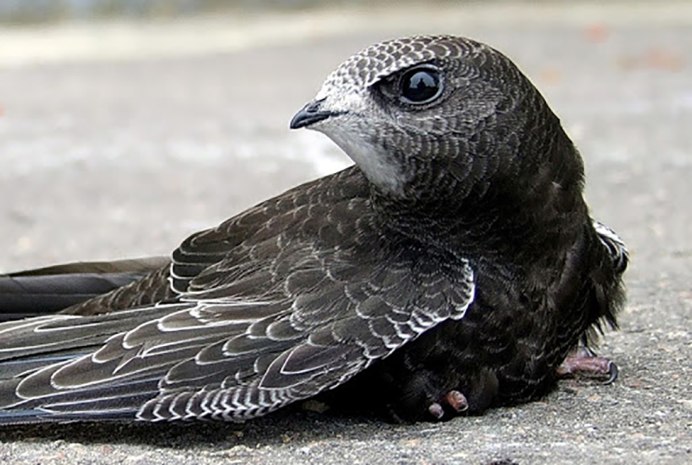 Птенец черного стрижа