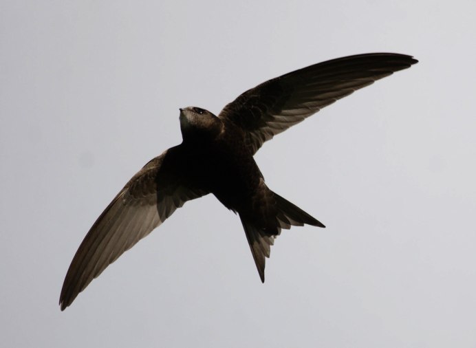 Стрижи летают над водой