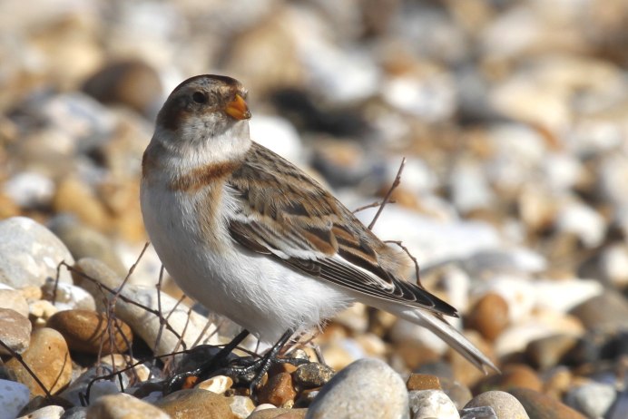 Сибирские Лесные птицы