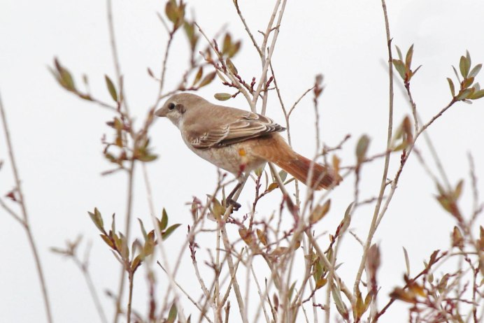 Иглохвостый Стриж птица