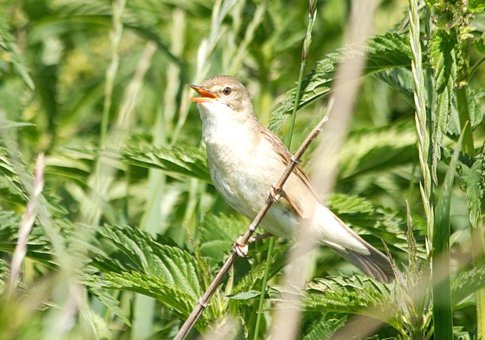 Японская камышевка