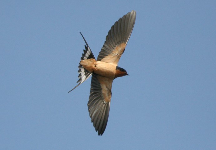 Белогрудый Стриж