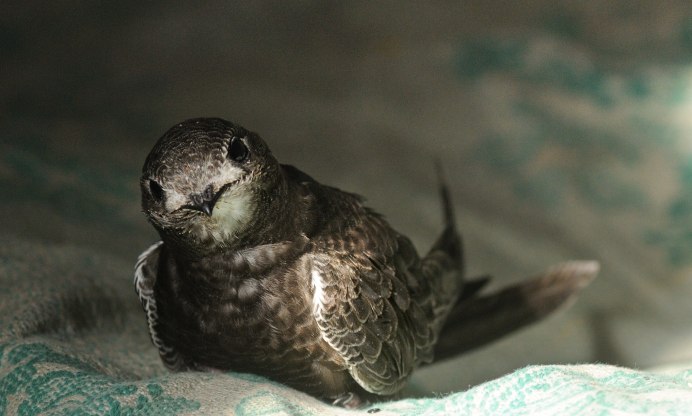 Городская Ласточка птенец