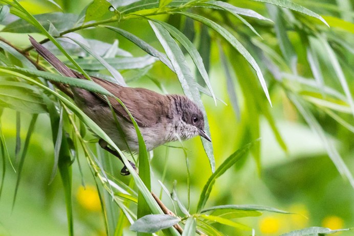 Чёрный Стриж