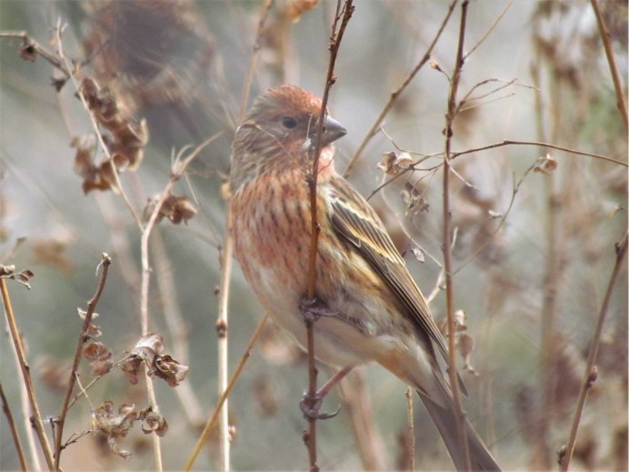 Варакушка, белая трясогузка