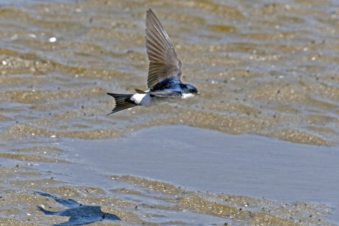 Чайка Озерная миграция