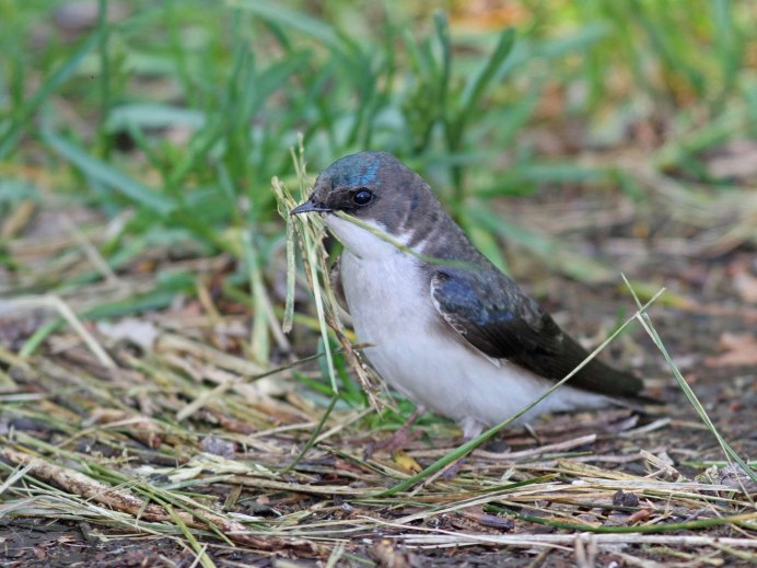 Стриж птица