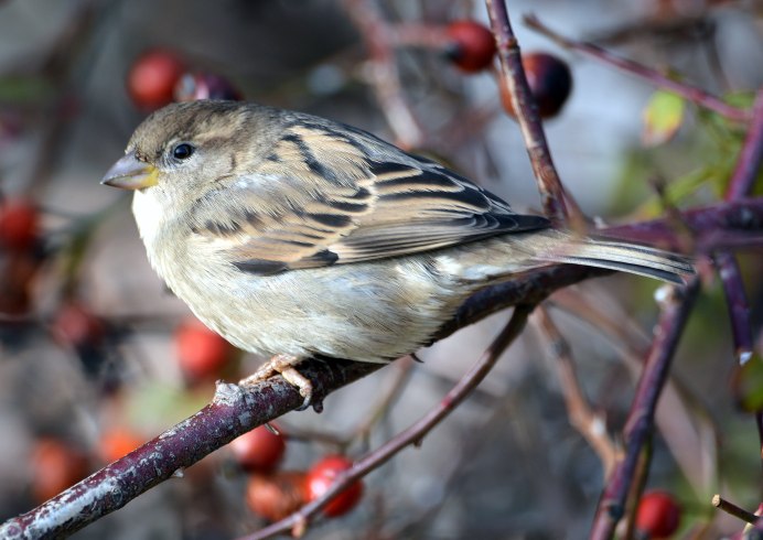 Стриж птица