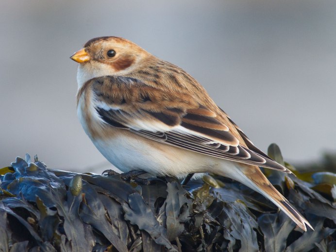 Стриж пикирует