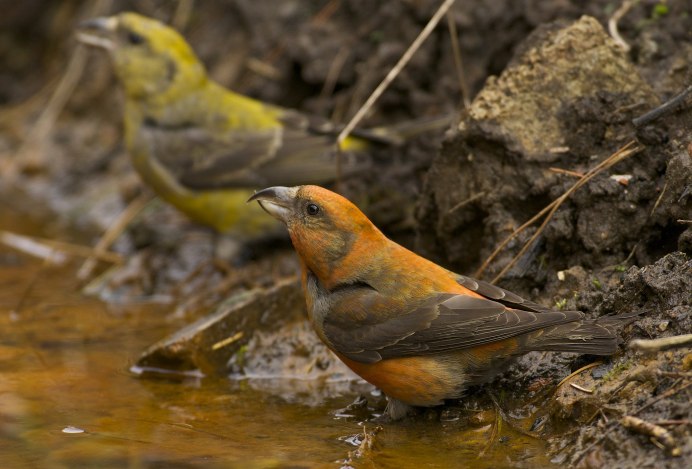Деревенская Ласточка питание