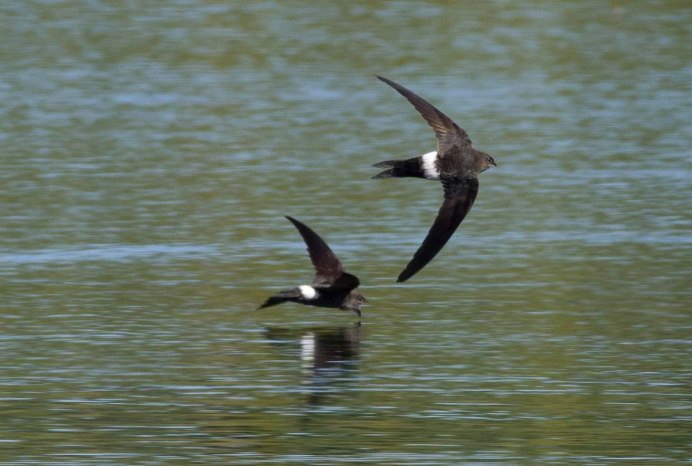 Белая лазоревка