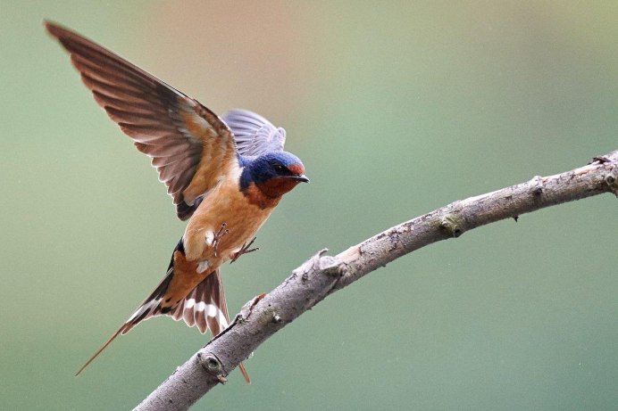 Мухоловка горихвостка птица