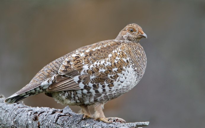 Shetland Wood Grouse