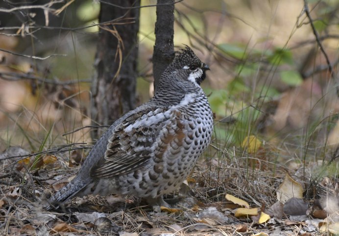 Рябчик Tetrastes bonasia