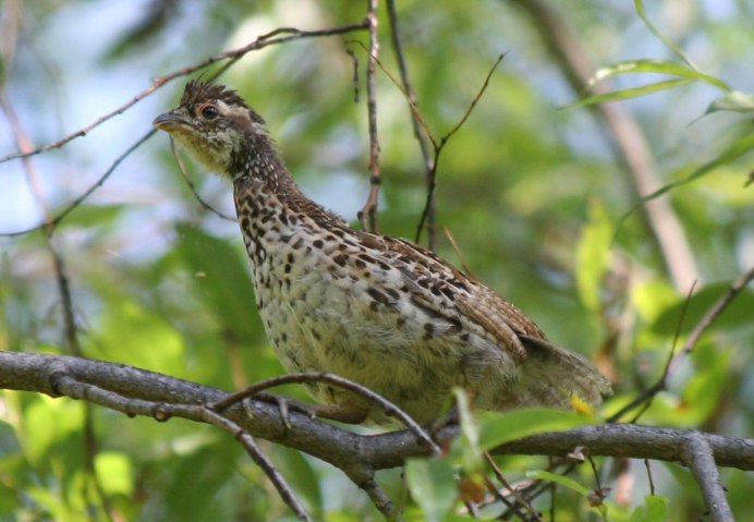 Рябчик (Bonasa bonasia)