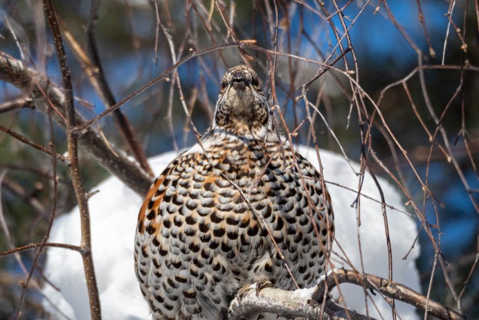 Șah Grouse