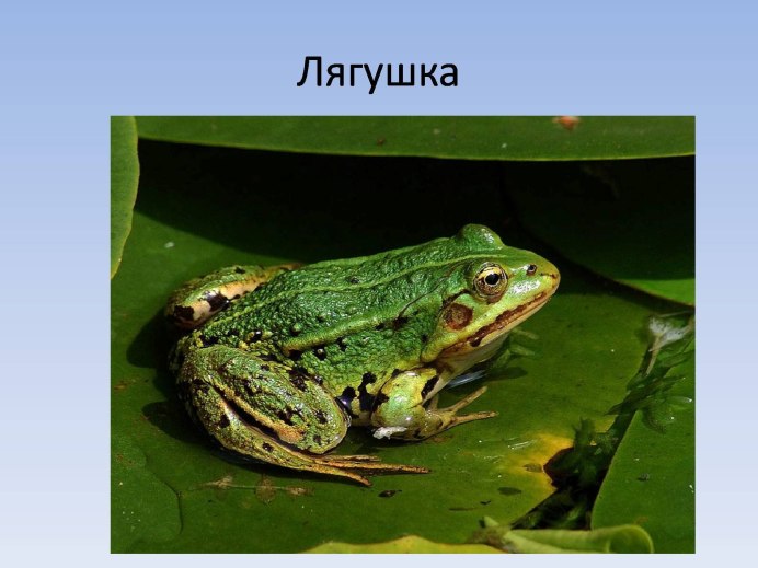 Жабы Геншин