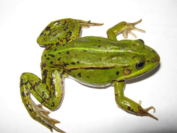Сибирская лягушка Rana amurensis