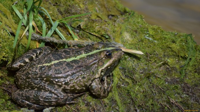Pelophylax lessonae