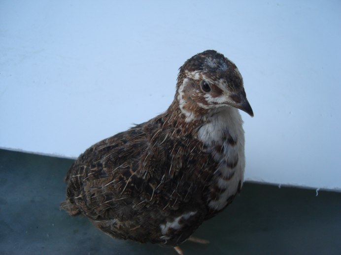 Coturnix japonica