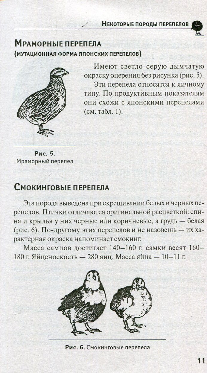 Перепёлки Техасцы самка