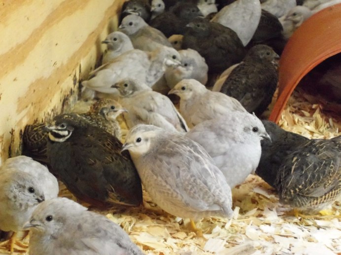 California Quail птица