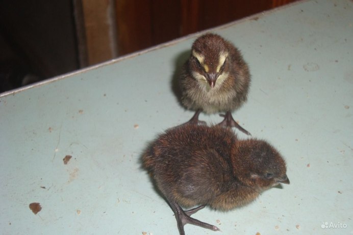 Button Quail