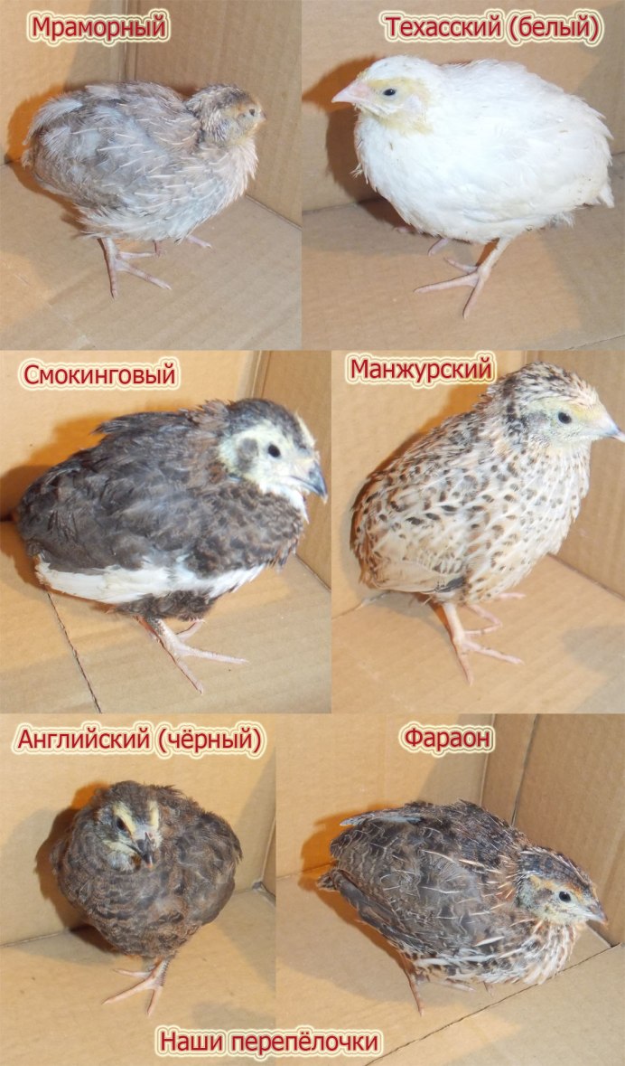 Порода перепелов китайский расписной