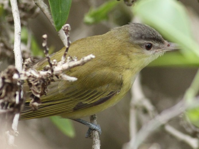 Зеленушка (Chloris Chloris)