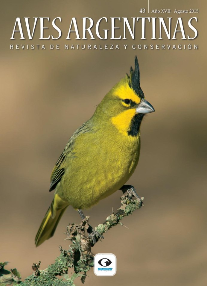 Зеленушка (Chloris Chloris)