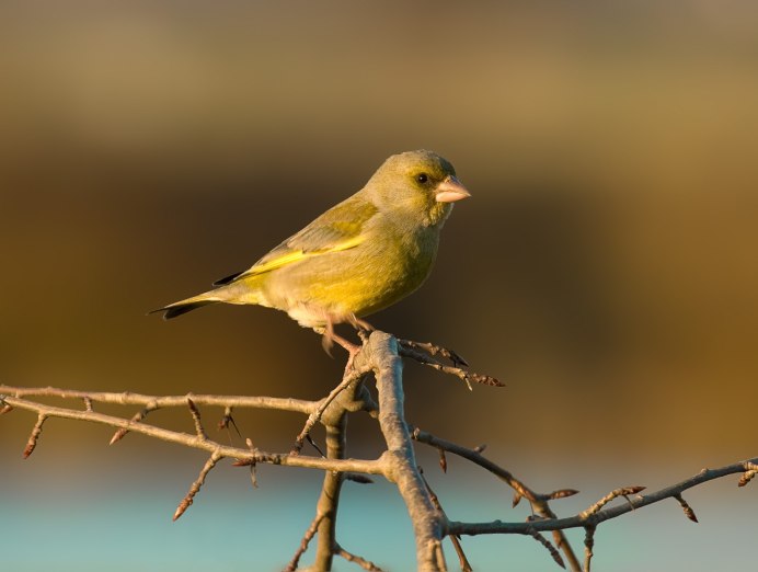Chlorophonia cyanea