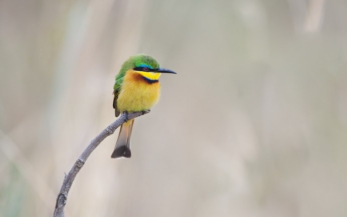Yellow Warbler птица