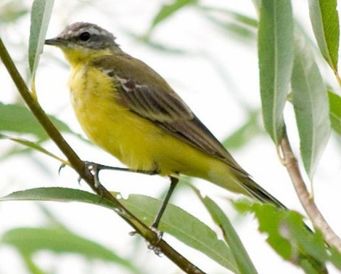 Chlorophanes Spiza