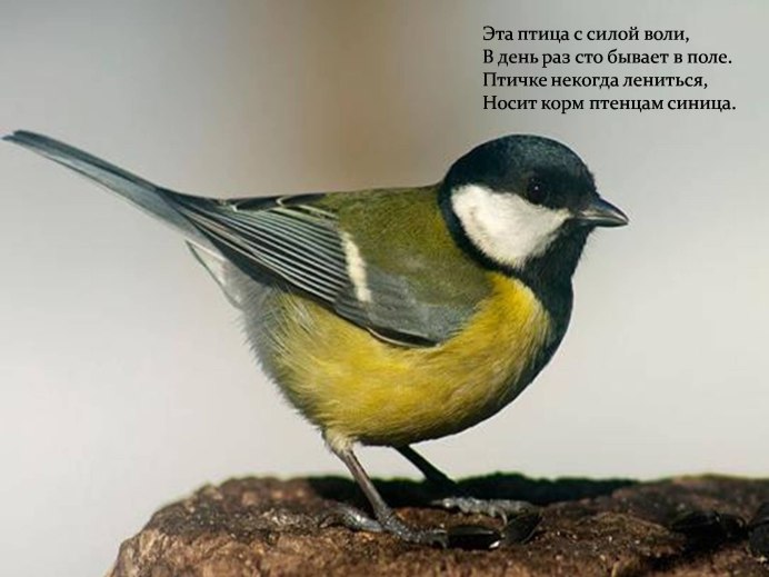 Птица с желтым брюшком