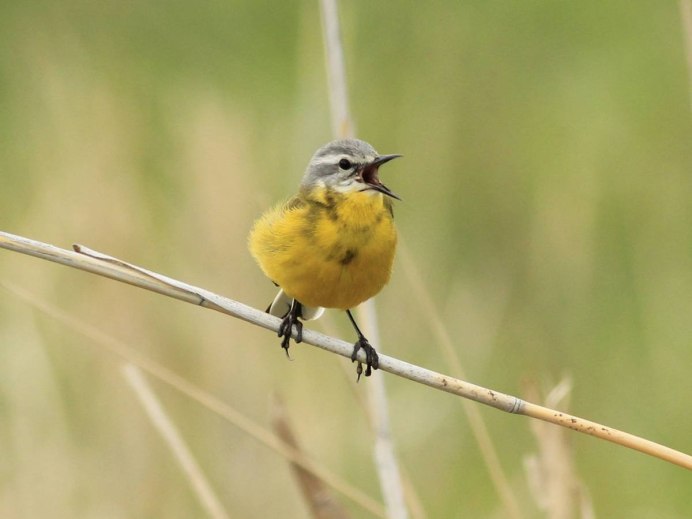 Маленькая птичка с желтой грудкой
