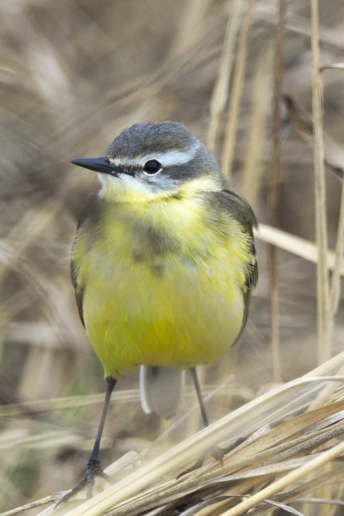 Чиж овсянка зеленушка