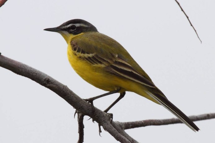 Соловей желтый