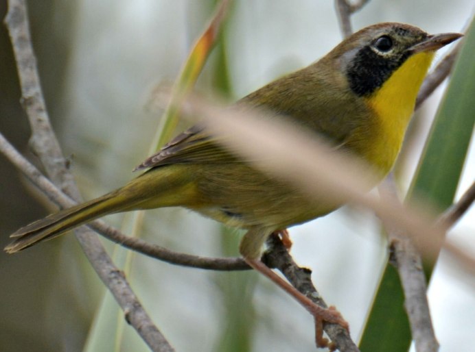 Отряд воробьиных желтогрудка