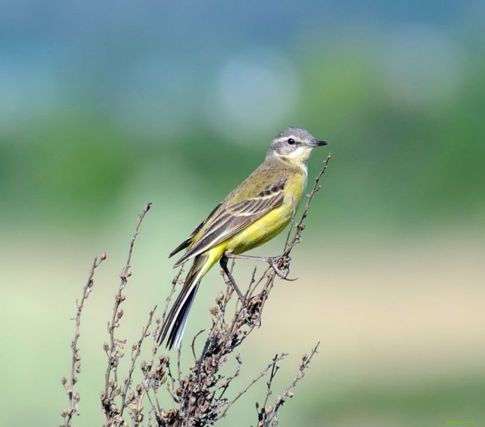 Чиж овсянка зеленушка
