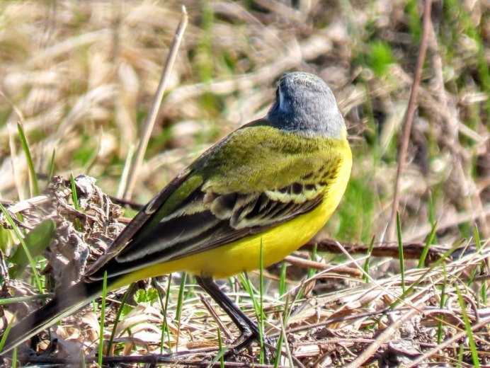 Желтая древесница птица