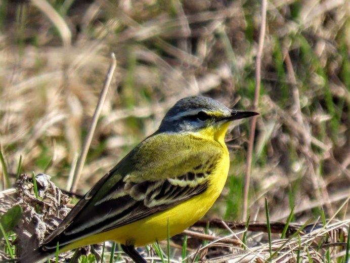 Дубровник (Emberiza aureola)