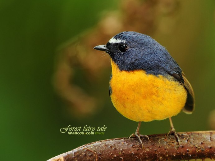 Синехвостка Сибирская